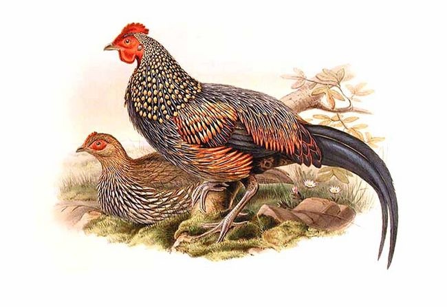 Gallus sonneratii