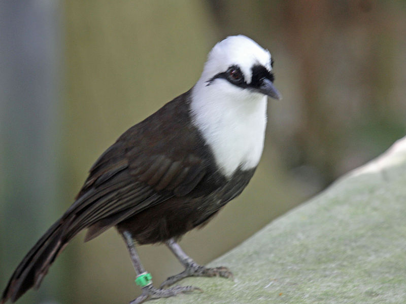 Garrulax bicolor
