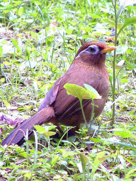 Garrulax canorus