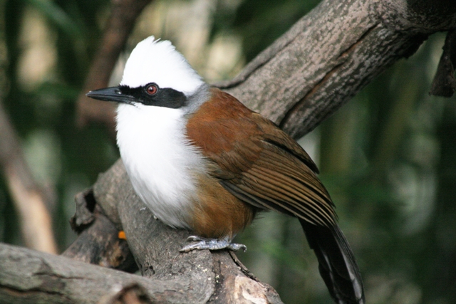 Garrulax leucolophus