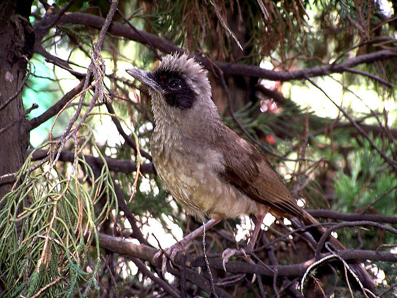 Garrulax perspicillatus