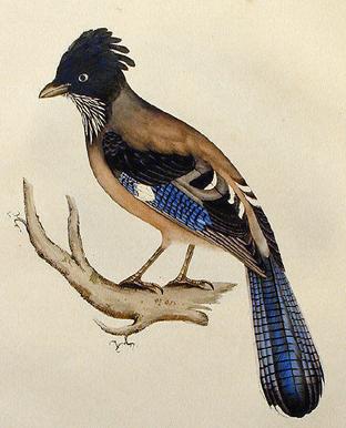 Garrulus lanceolatus