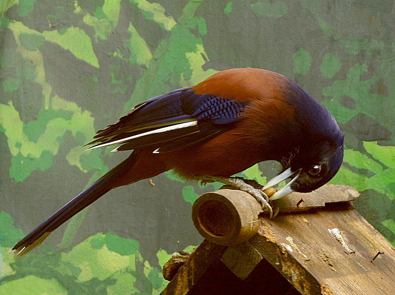 Garrulus lidthi
