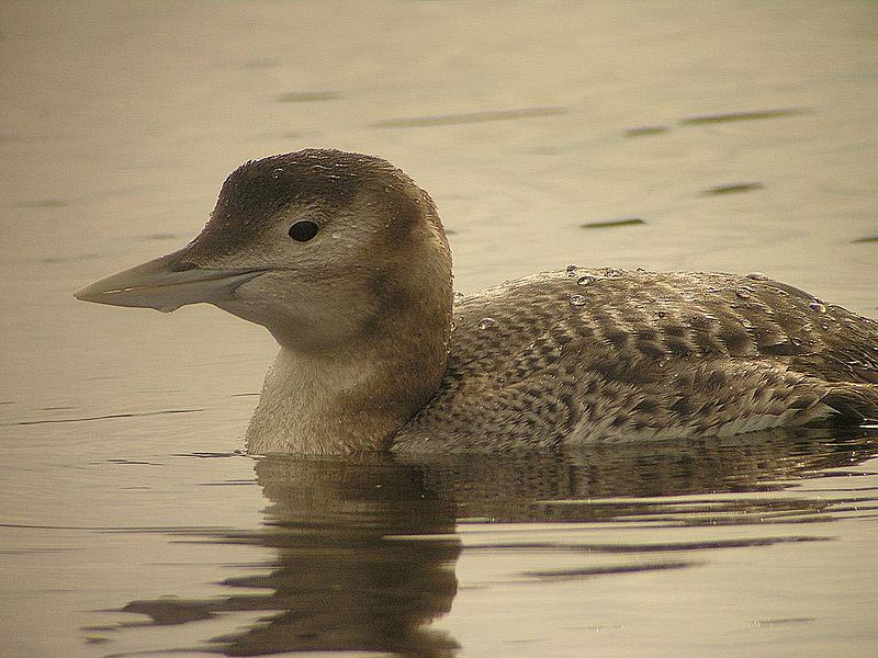 Gavia adamsii