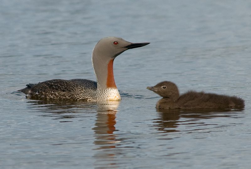 Gavia stellata