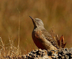 Geocolaptes olivaceus