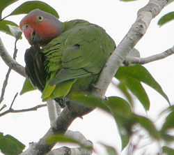 Geoffroyus geoffroyi