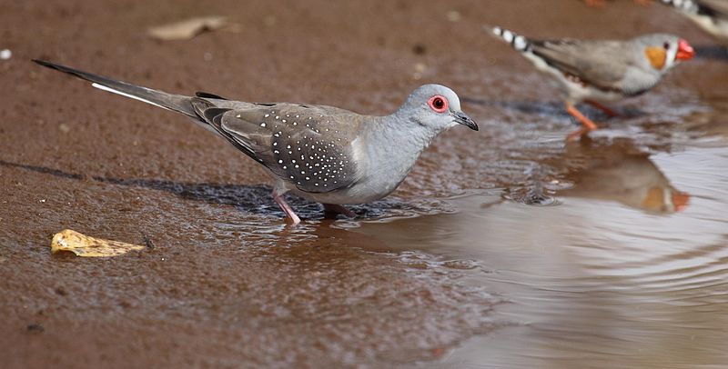 Geopelia cuneata