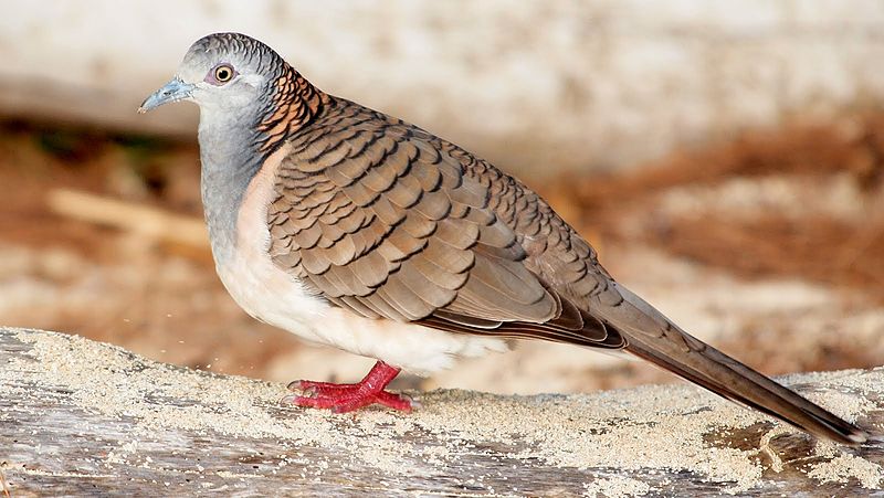 Geopelia humeralis
