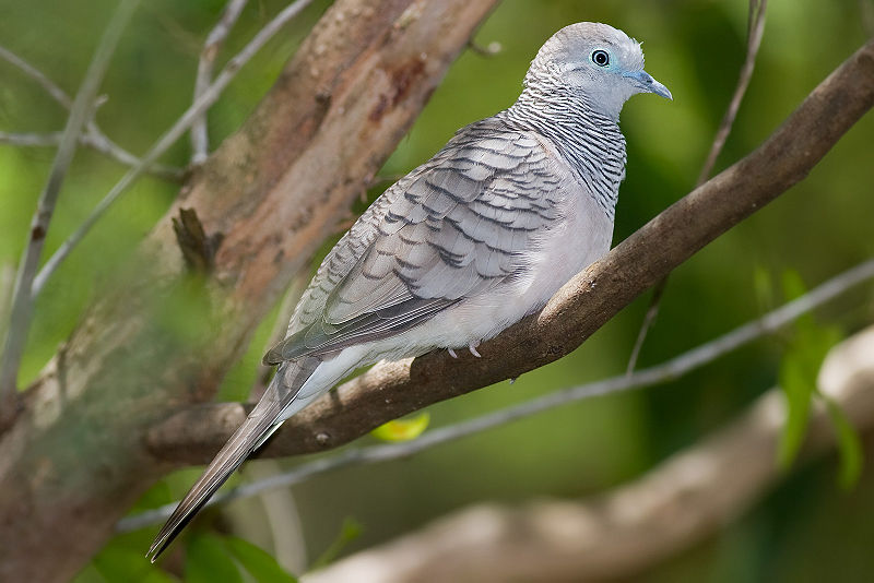 Geopelia placida