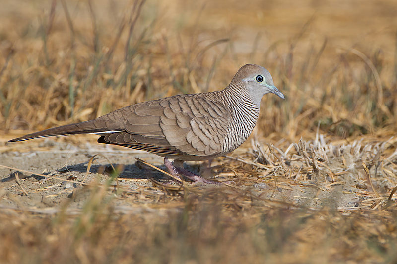 Geopelia striata