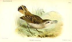 Geositta crassirostris