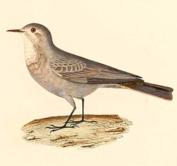 Geositta maritima