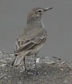 Geositta peruviana