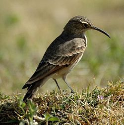 Geositta tenuirostris