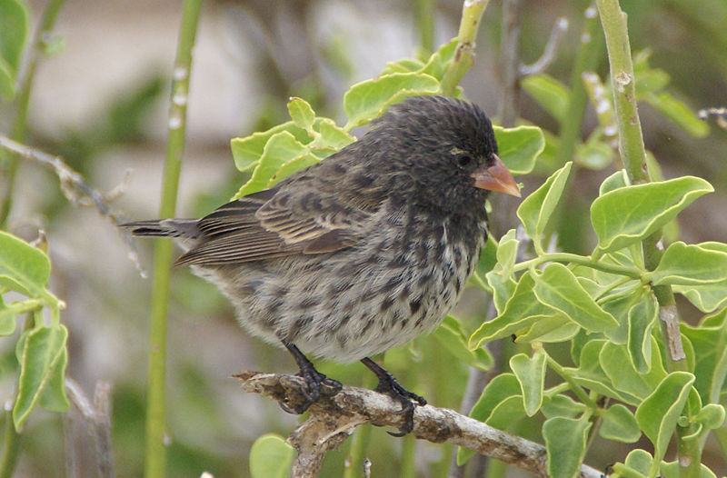 Geospiza fuliginosa
