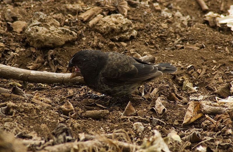 Geospiza magnirostris