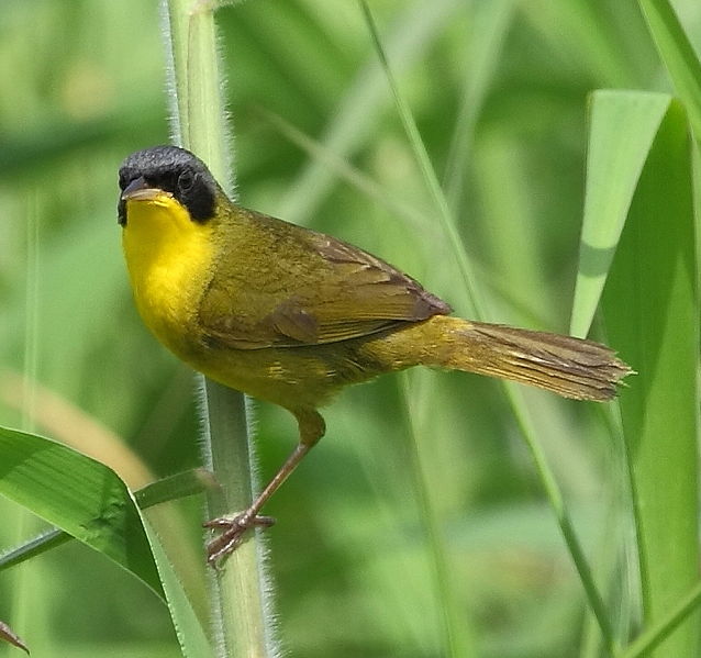 Geothlypis aequinoctialis