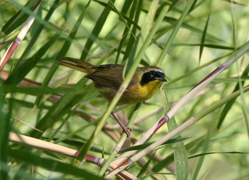 Geothlypis beldingi