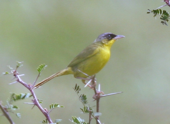 Geothlypis poliocephala