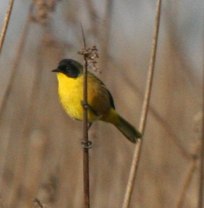Geothlypis speciosa