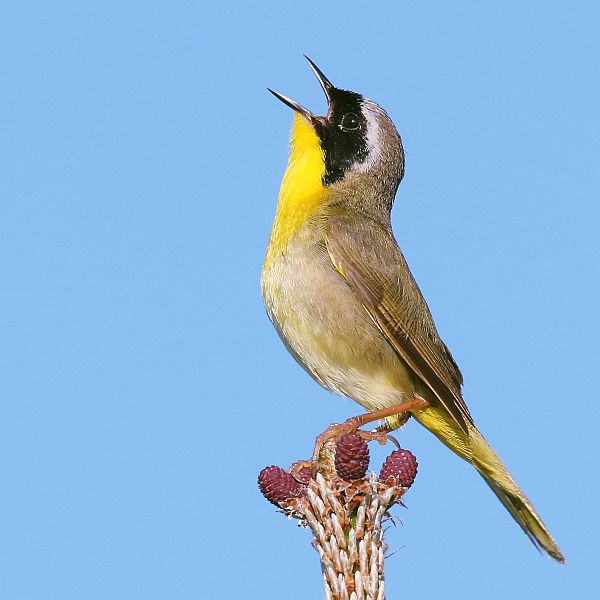 Geothlypis trichas