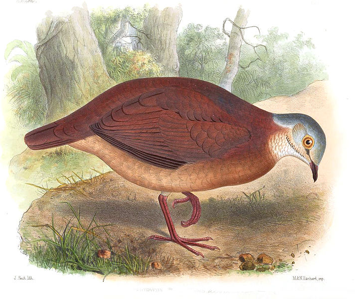 Geotrygon albifacies