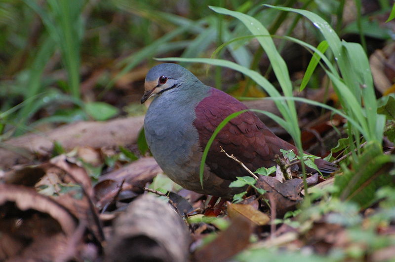 Geotrygon costaricensis
