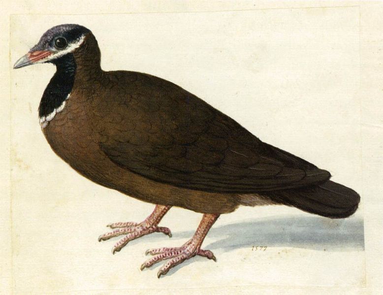 Geotrygon linearis