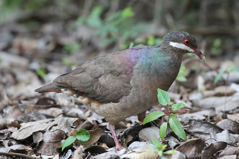 Geotrygon mystacea