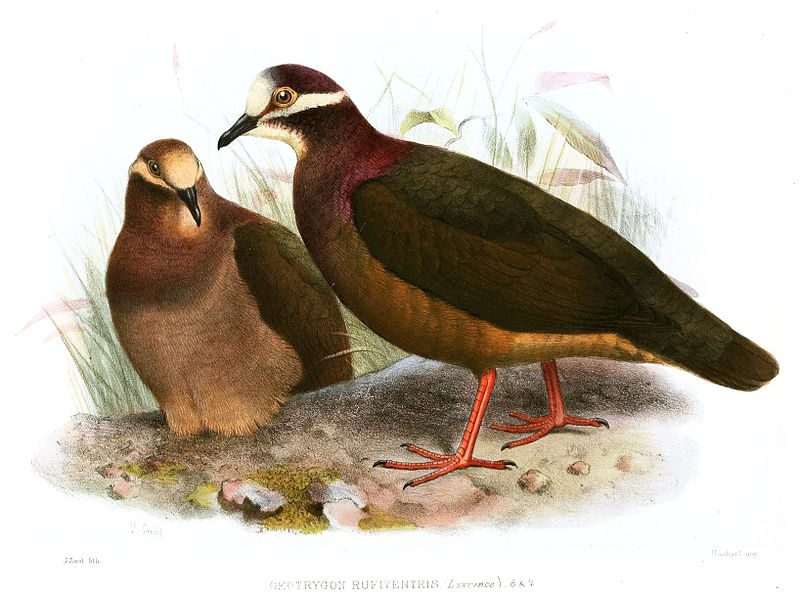 Geotrygon veraguensis