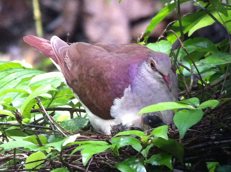 Geotrygon violacea