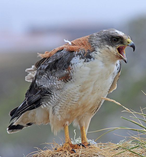 Geranoaetus polyosoma