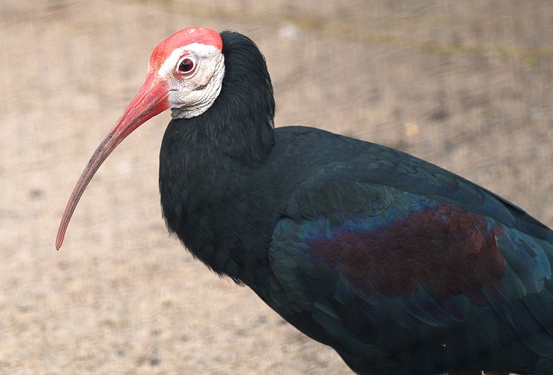 Geronticus calvus