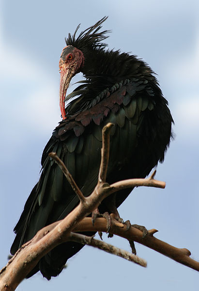 Geronticus eremita