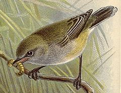 Gerygone igata