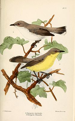 Gerygone inornata