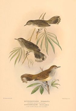 Gerygone insularis