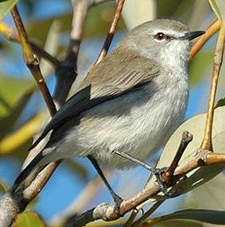Gerygone levigaster