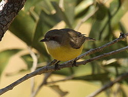 Gerygone olivacea