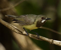Gerygone palpebrosa