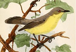 Gerygone sulphurea