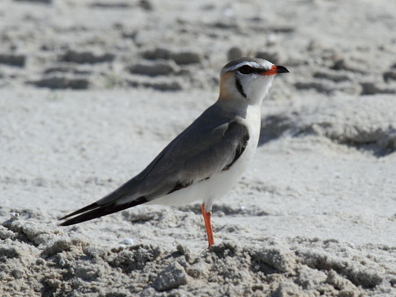 Glareola cinerea