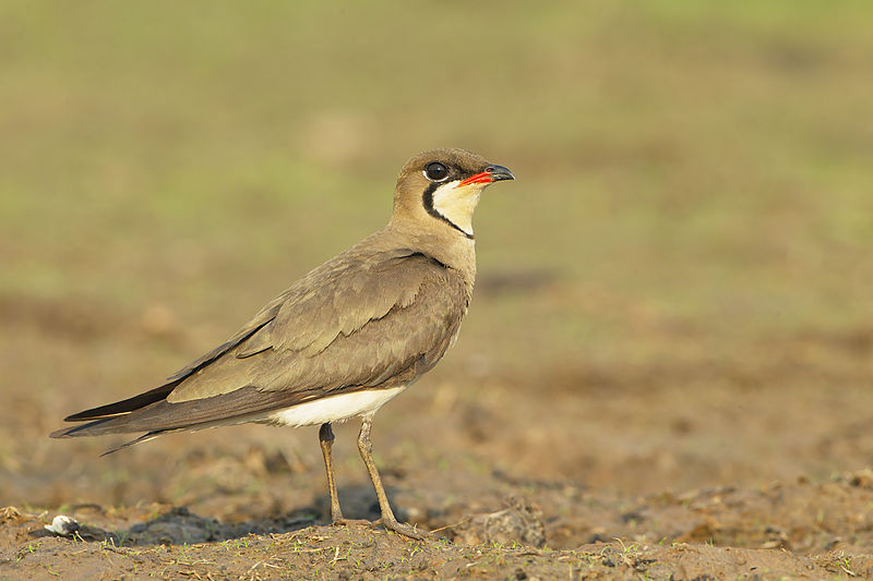 Glareola maldivarum