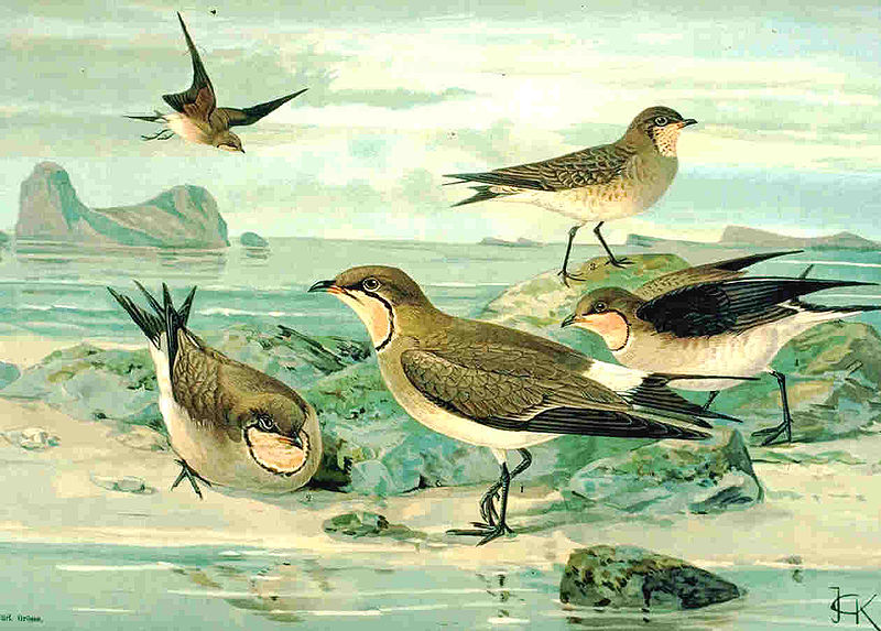 Glareola nordmanni