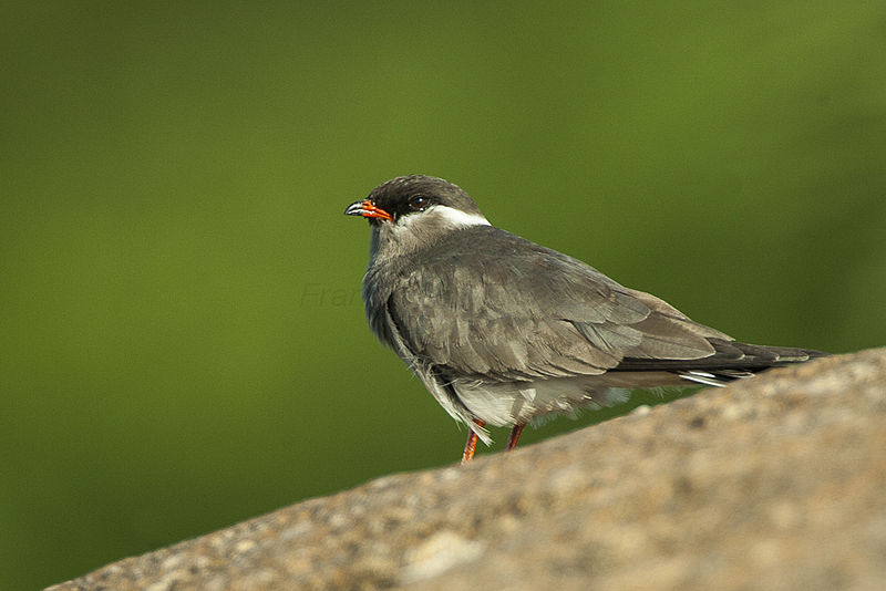 Glareola nuchalis