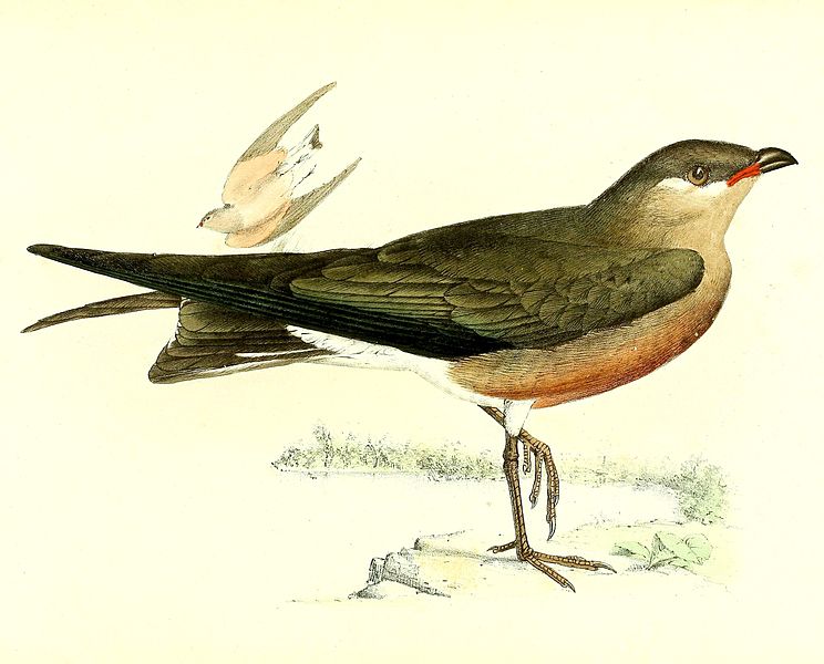 Glareola ocularis