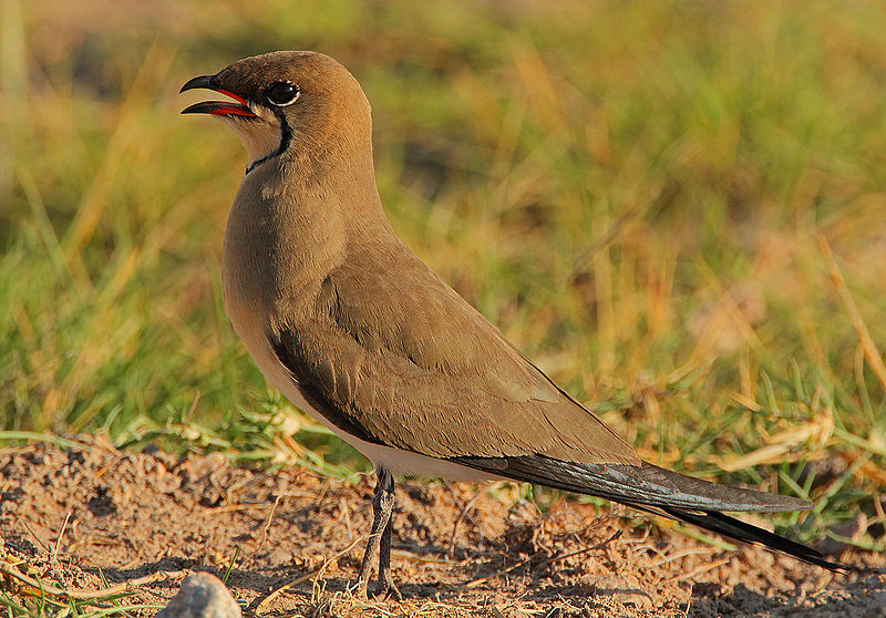Glareola pratincola