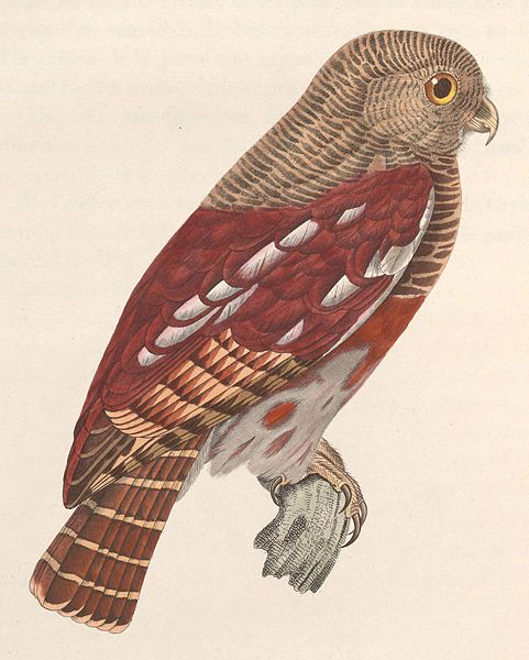Glaucidium castanopterum