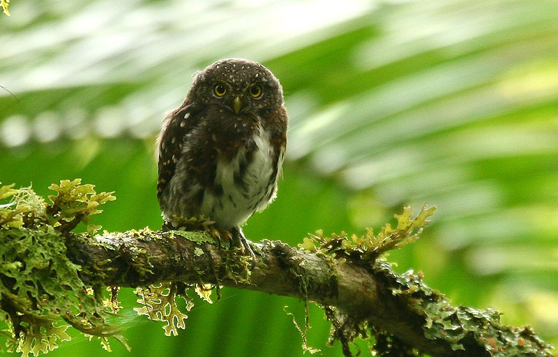 Glaucidium costaricanum